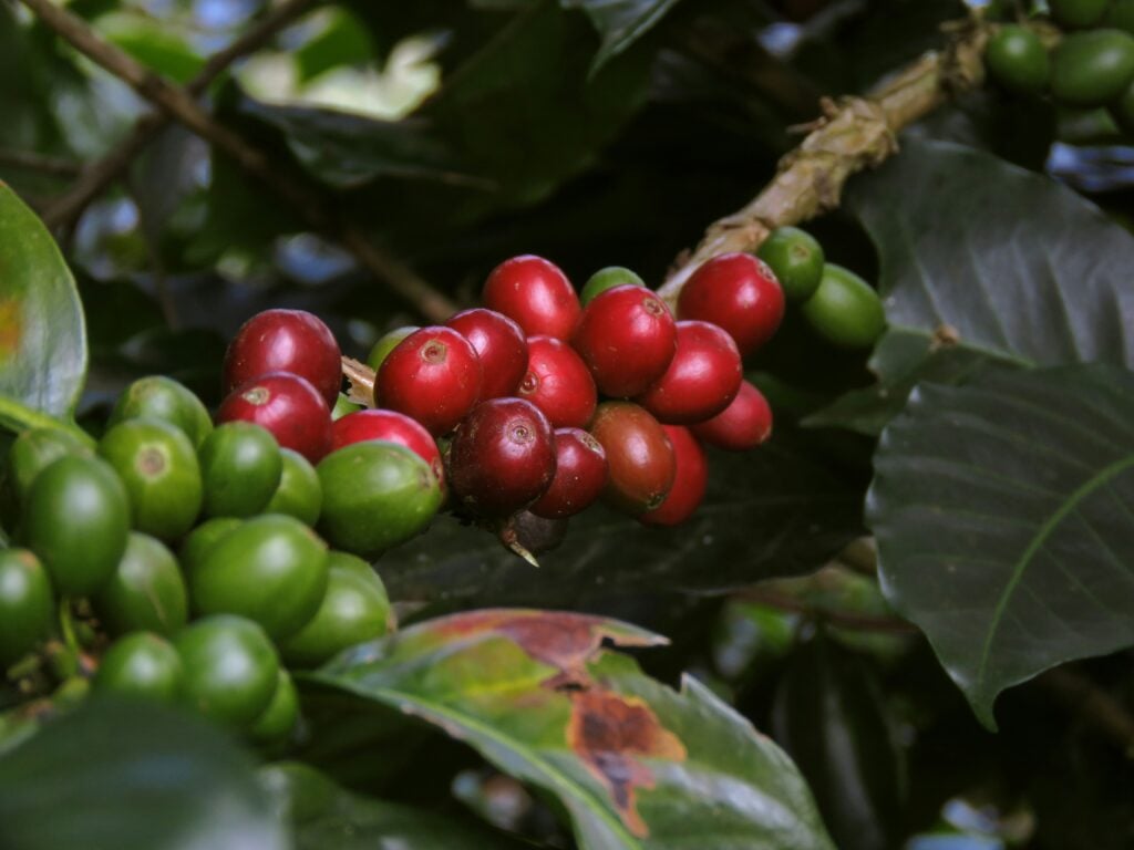 Ripe red and unripe green coffee cherries growing on a coffee plant branch