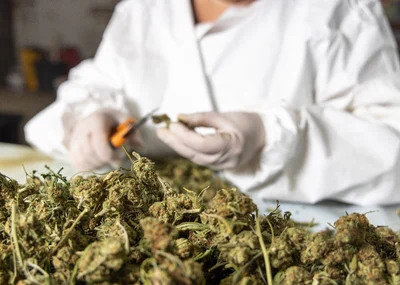 Moisture Content, Moisture Meters and Hemp Biomass