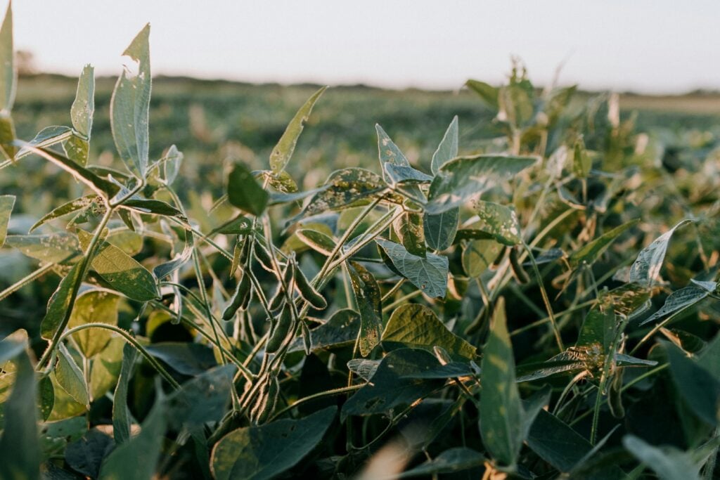 Maturing soybean plants with filled green pods in a field at golden hour, nearing harvest